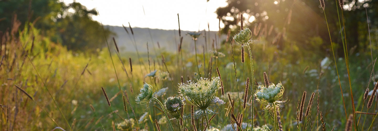 Nature of Maryland