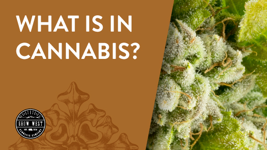 What is in Cannabis?