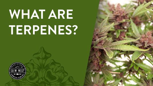 What are Terpenes?