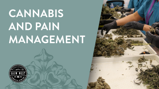 Cannabis and Pain Management