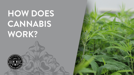 How does Cannabis work?